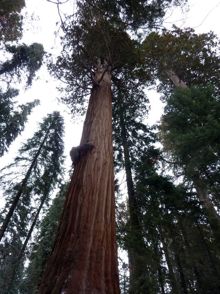 Sequoia parc(33).JPG